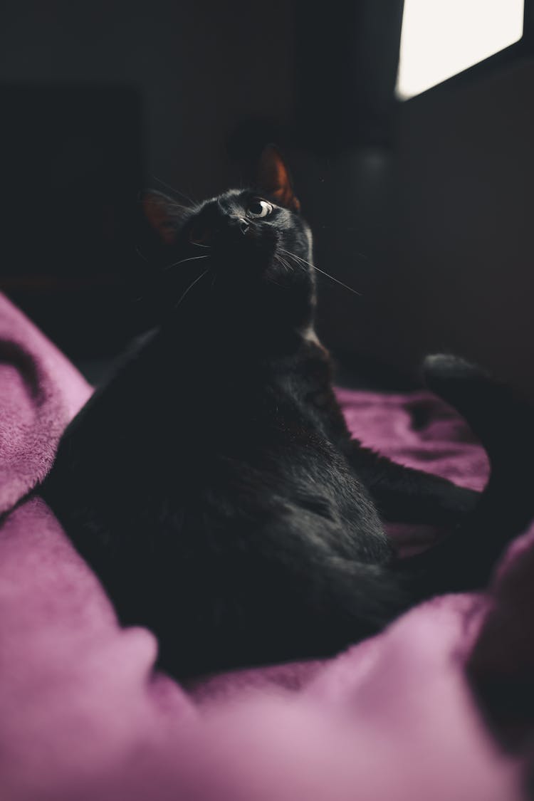 Black Cat Sitting On Pink Blanket