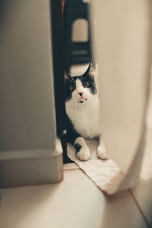 Free Adorable black and white cat peering curiously through a doorway inside a home. Stock Photo