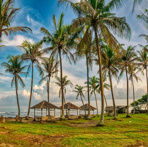 印尼, 夏天, 棕櫚樹 的 免费素材图片