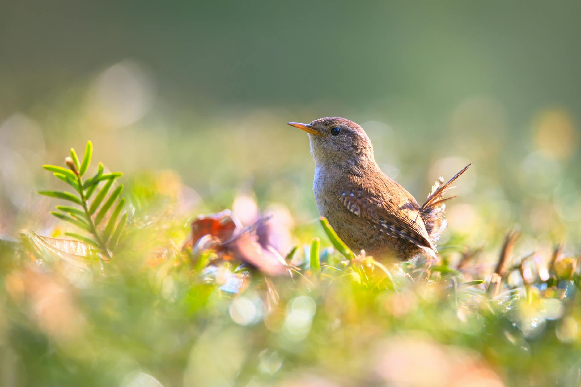 Animal story: Wren from August 31