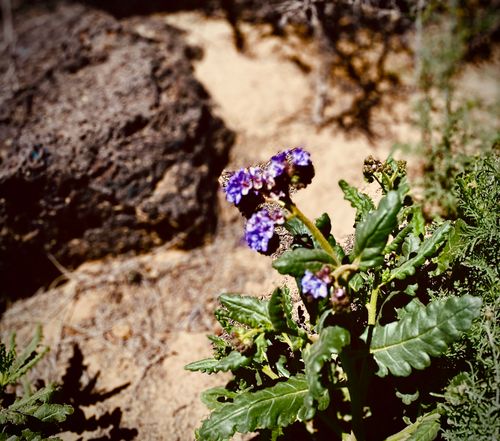 Free stock photo of desert flower Stock Photo