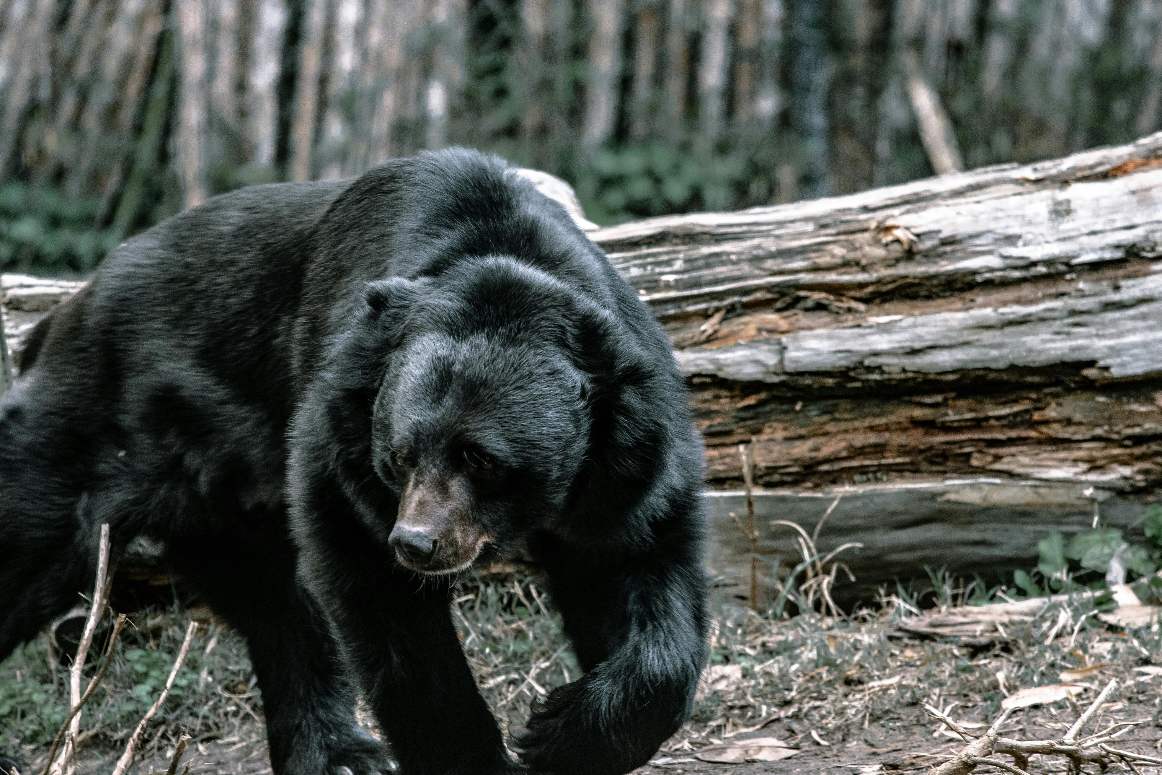 A black bear walking in the forest. | Photo: Pexels