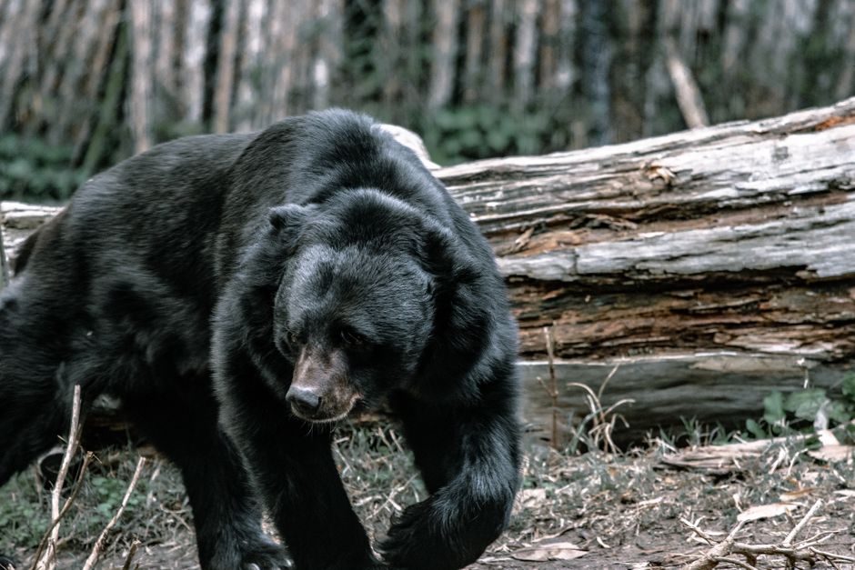 Zoma Sports vs Bear Original: Recovery Features for Athletes Compared Huge strong black bear walking on grassy meadow near tree trunk in forest