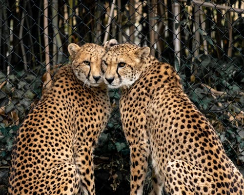 Couple of graceful leopards in enclosure