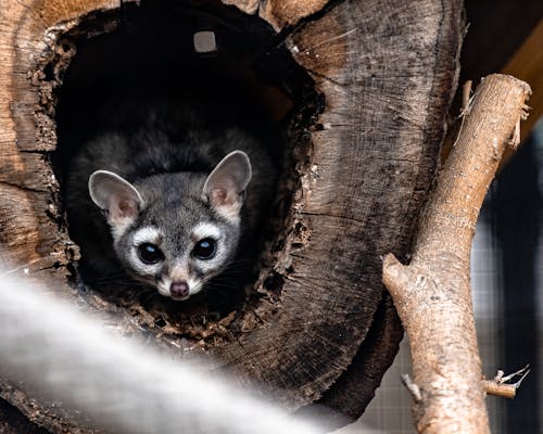 Cute small raccoon in tree hallow