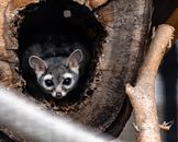 Cute small raccoon in tree hallow