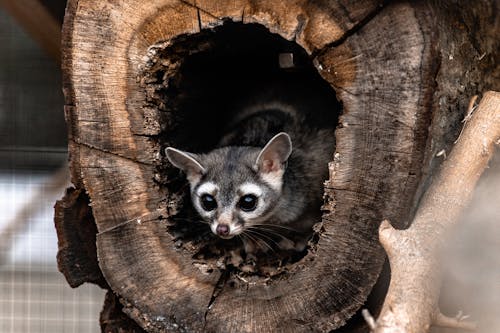 Adorable funny raccoon with white and gray fur resting in dry tree hallow in zoo