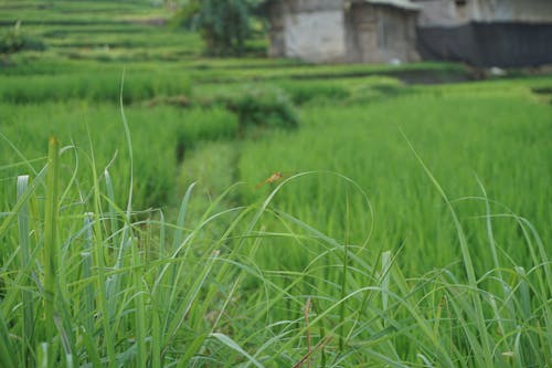 Foto stok gratis capung, hijau, Indonesia