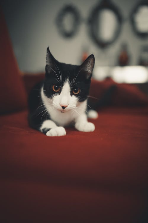 Fotos de stock gratuitas de animal, curioso, gato domestico