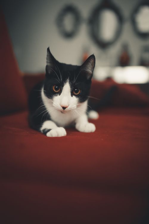 Free Black and white cat with curious eyes on a cozy red sofa indoors. Stock Photo