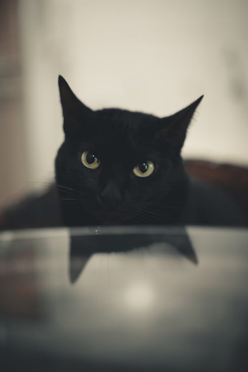 검은 고양이, 고양이 머리, 동물의 무료 스톡 사진