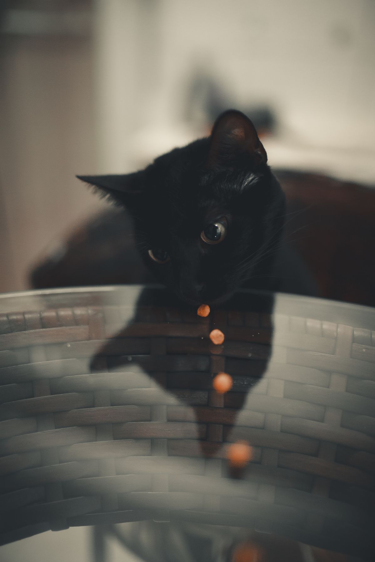 Cat near a water bowl
