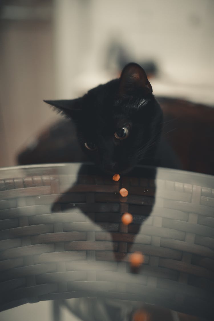 Vertical Shot Of Black Cat Eating Peas From A Table