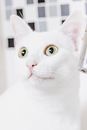 White Cat Looking at the Mirror