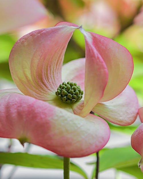 Close Up Photo of a Flower