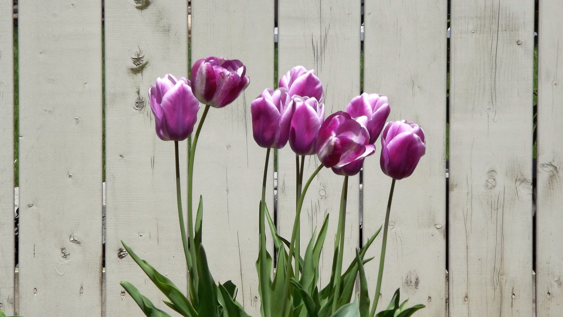 Free Stock Photo Of Flowers Garden Nature