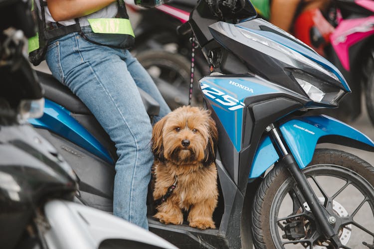 A Brown Dog On The Motorcycle Scooter