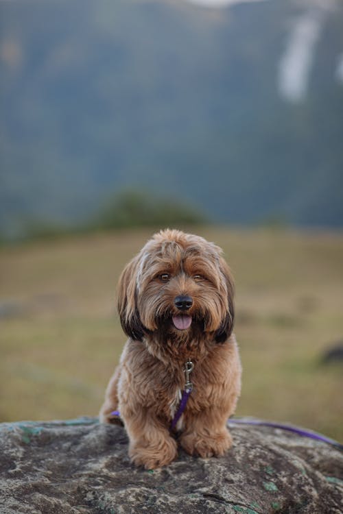 Brown Dog Sitting on Rock