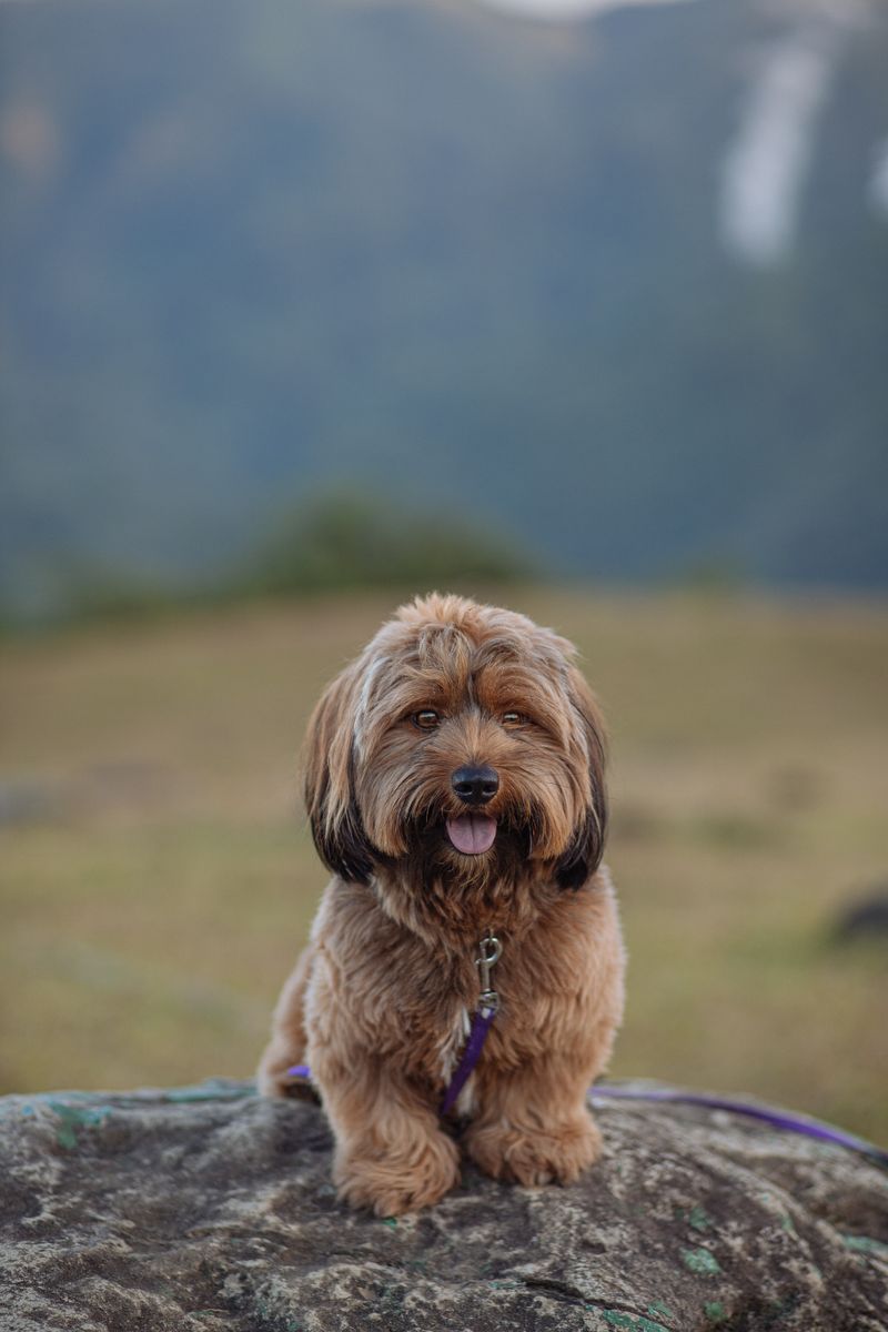 Rex - photo 1
