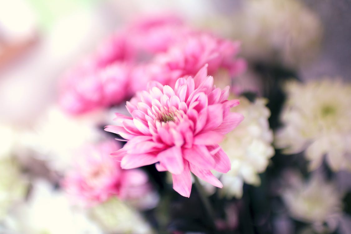 Selective Focus Photography of Pink Chrysanthemum Flower