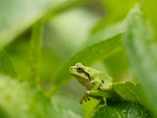 Green Hyla japonica frog on leaf