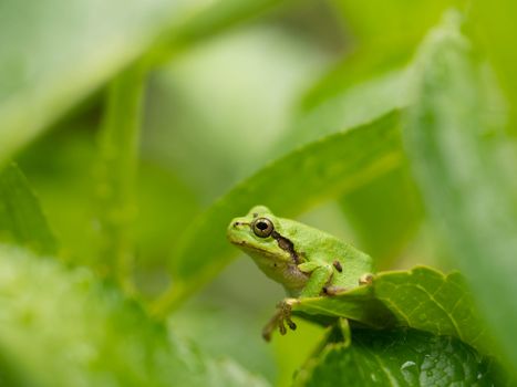Green Hyla japonica frog on leaf