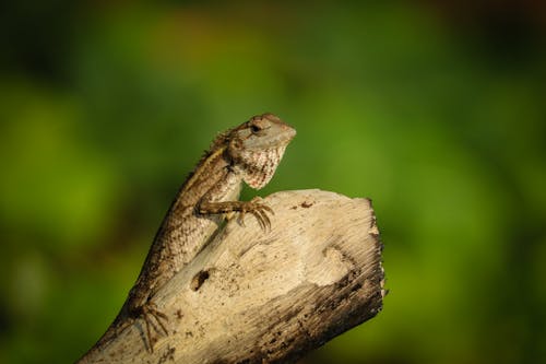 Základová fotografie zdarma na téma detail, divočina, fotografování zvířat