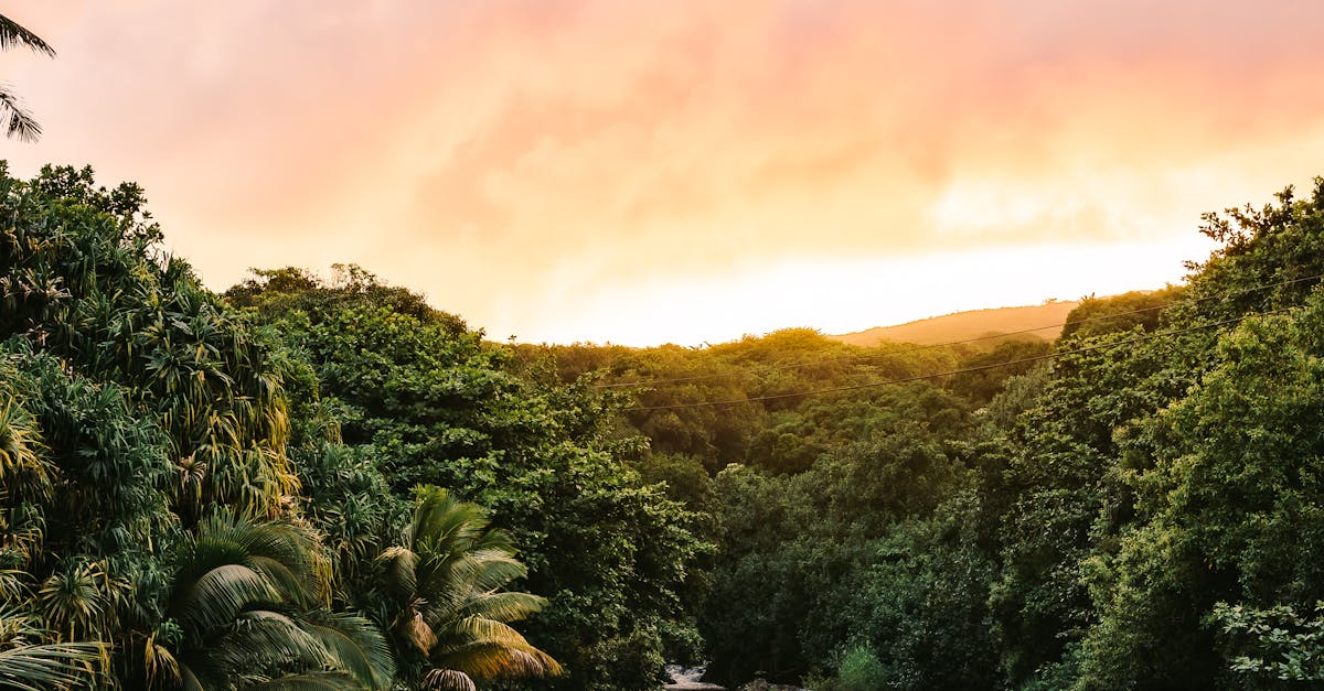 Photo by KEHN HERMANO Capture of a serene river flowing through lush Hawaiian forest at sunset, enhancing the natural beauty.