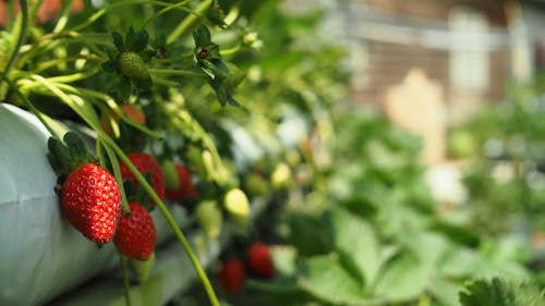 Close-up of Red Strawberries