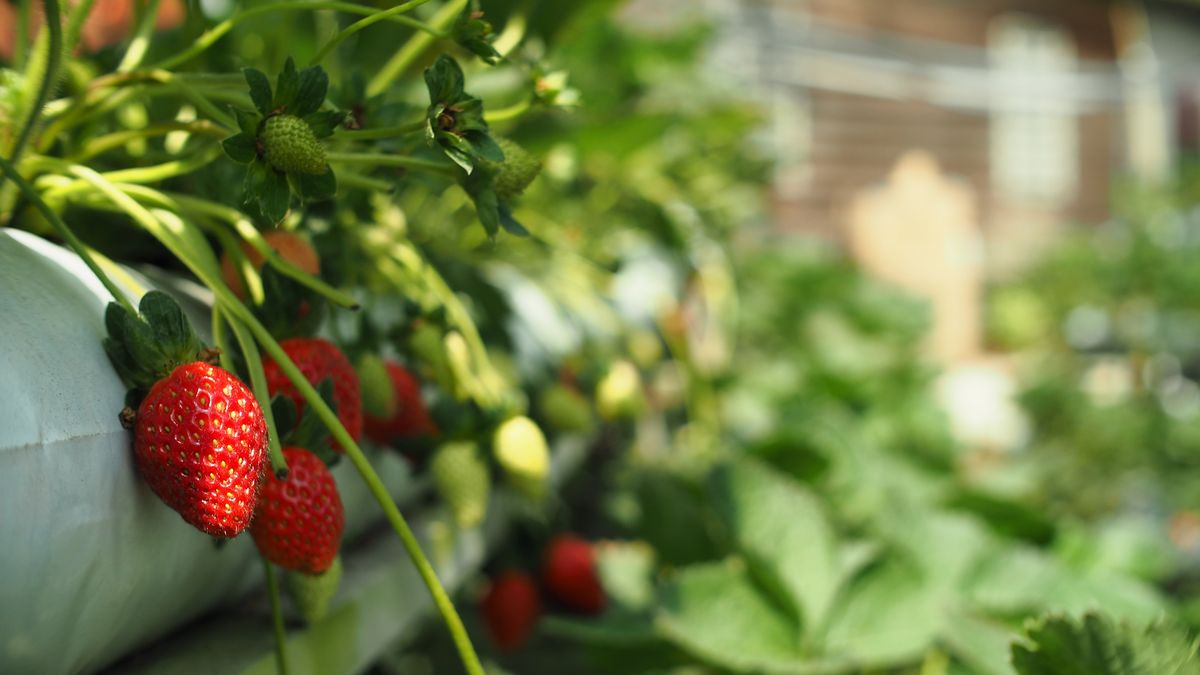 Strawberry