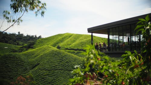 Free stock photo of tea plantation