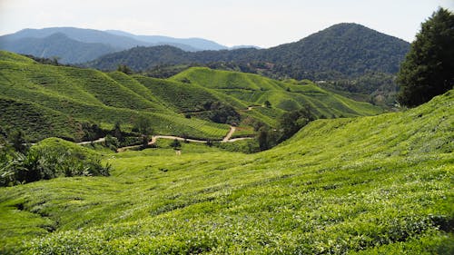 Free stock photo of tea plantation