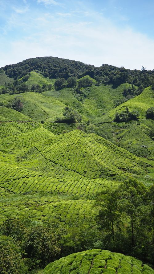 Free A vibrant view of the verdant hills in Pahang, Malaysia, perfect for nature lovers. Stock Photo