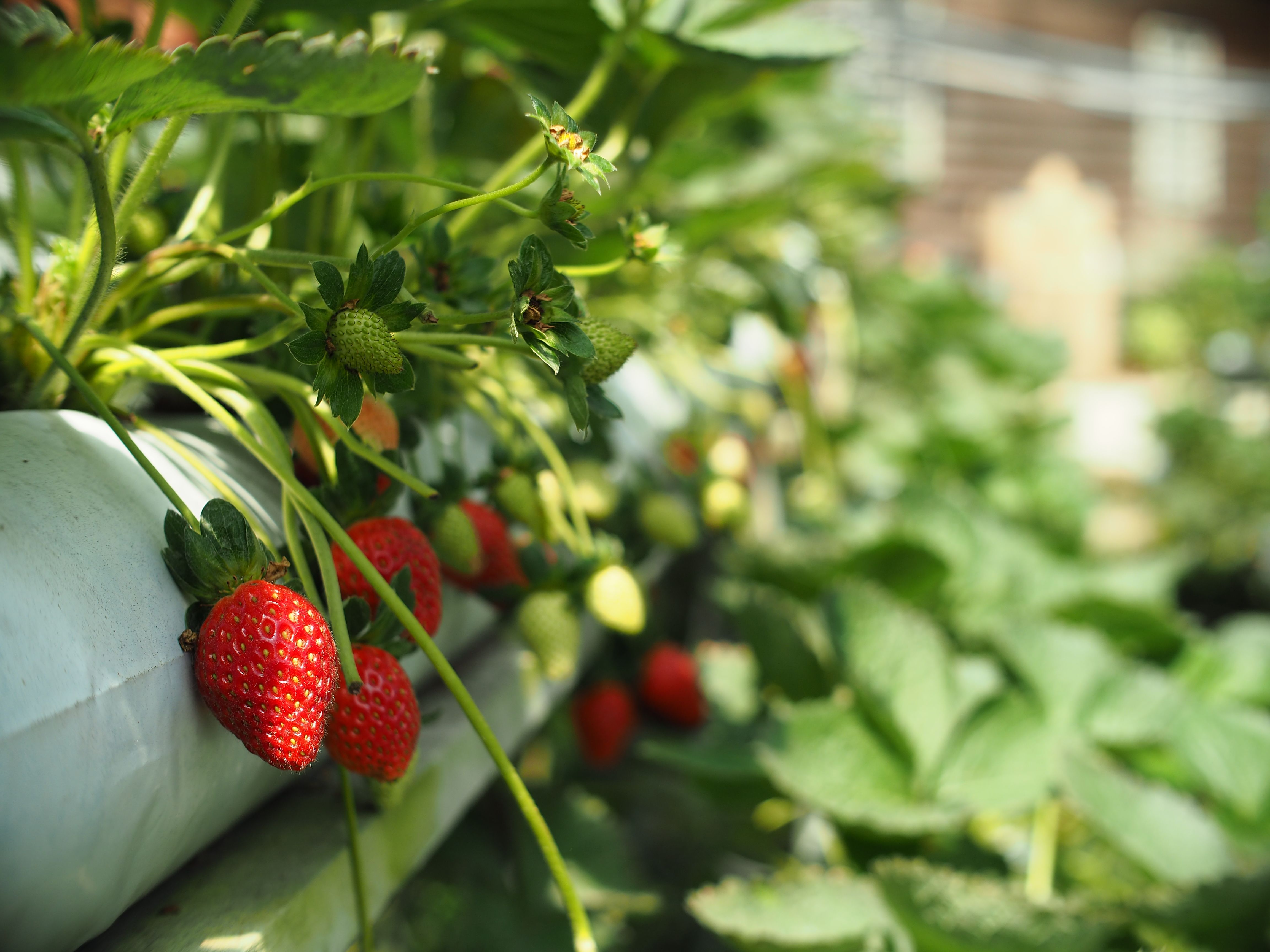 Close-up of ripe strawberries growing in a Pahang farm, Malaysia.