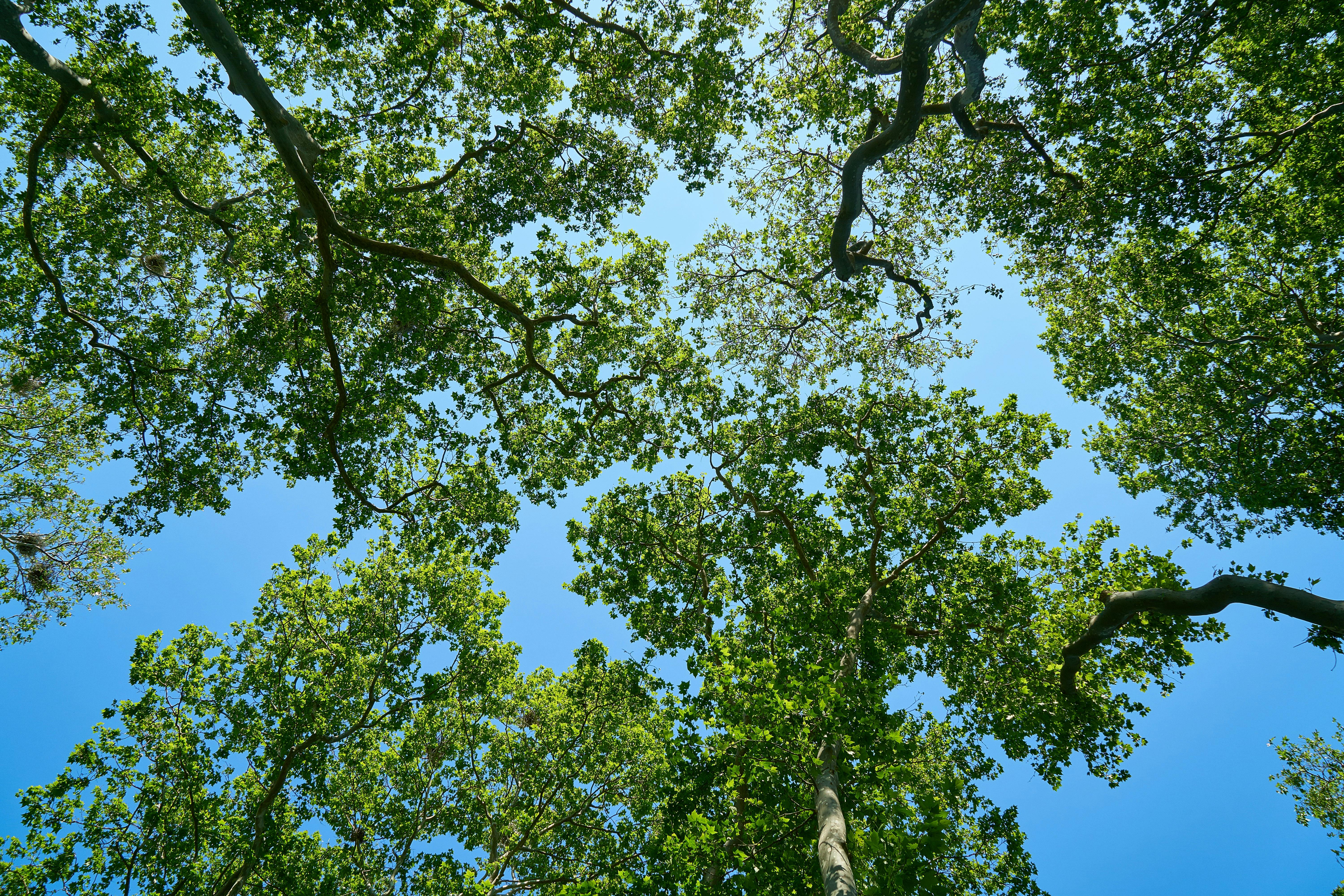 beautiful, blue sky, branches