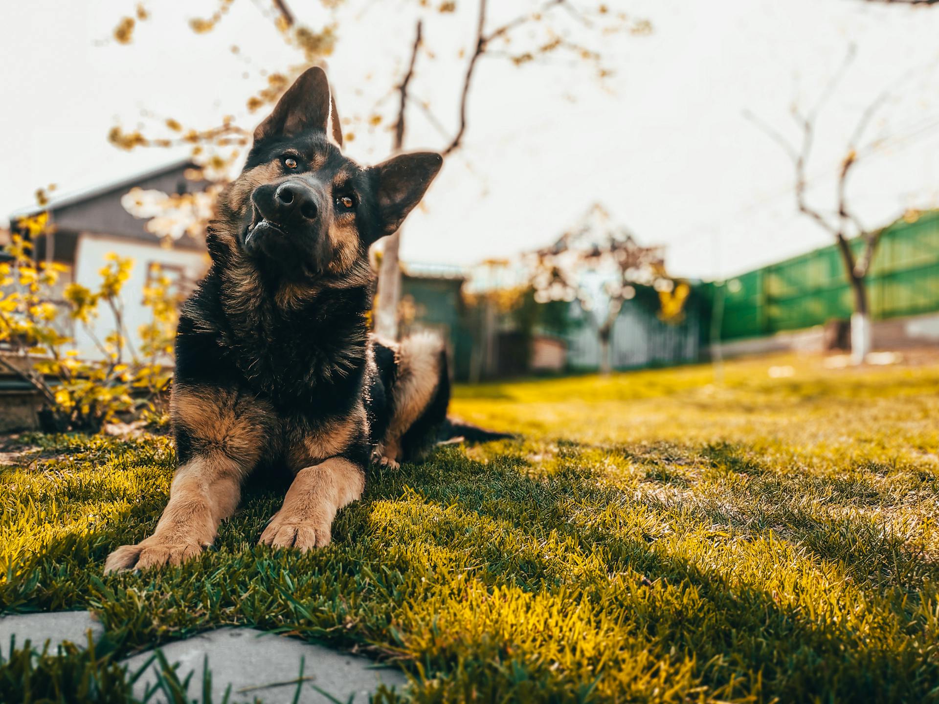 Low angle of adorable Old German Shepherd dog sitting on green lawn in yard on sunny day