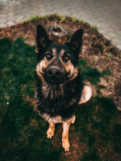 Obedient purebred dog sitting on green lawn