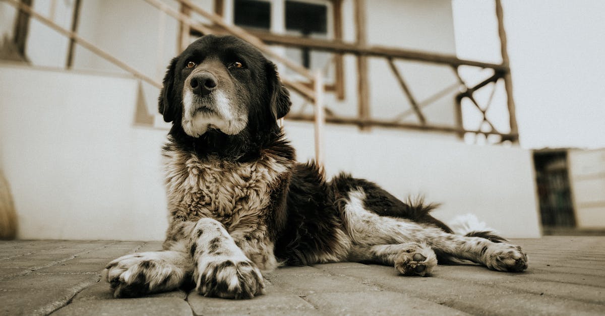 How to level a yard for turf