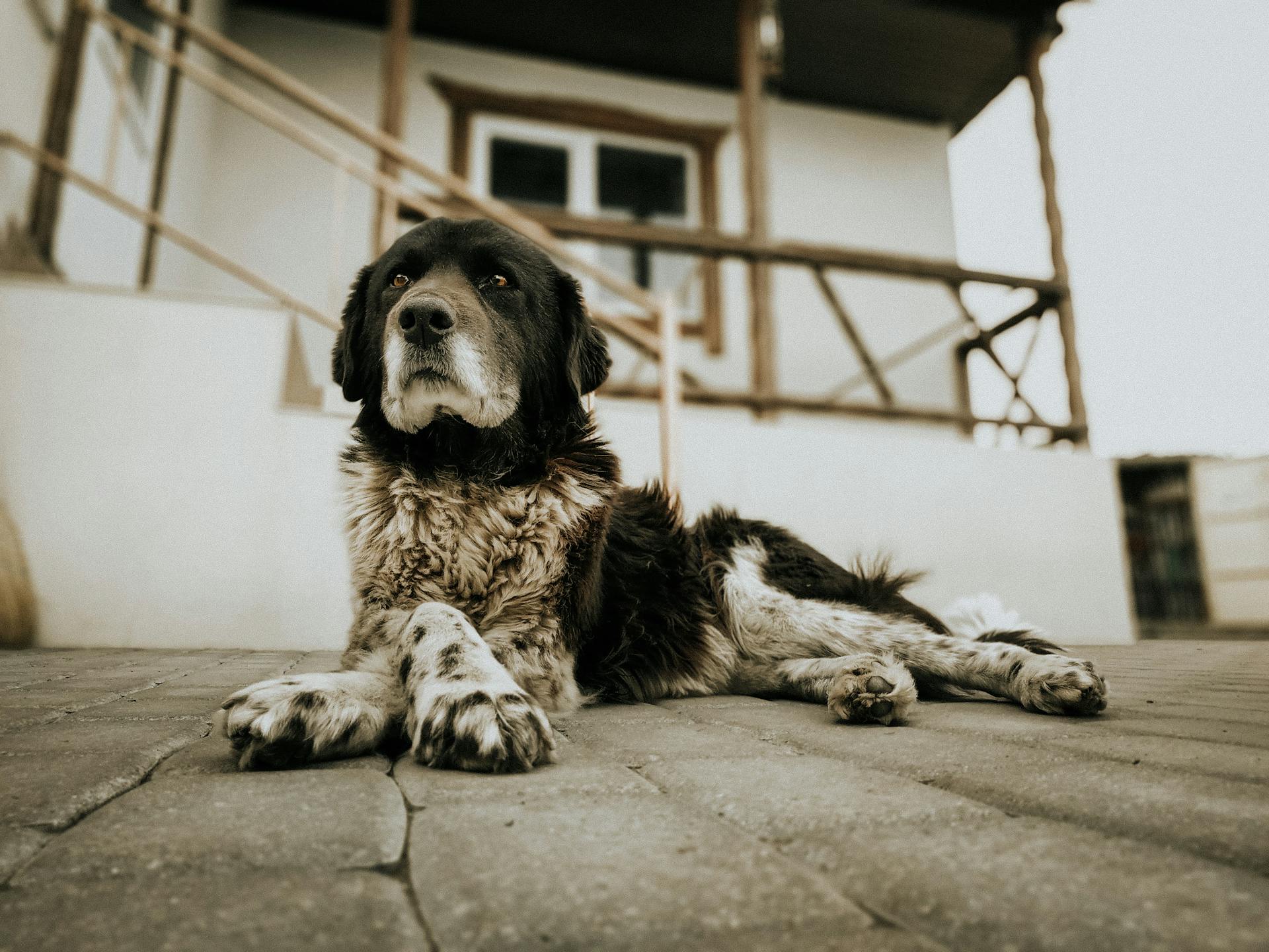 Spotted mongrel dog resting on street near house in countryside