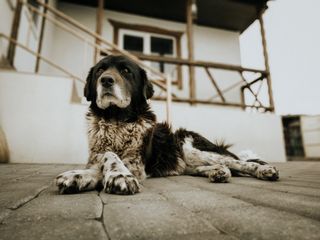 Mongrell Mongrel Dog Breed: History, Characteristics & Care Tips