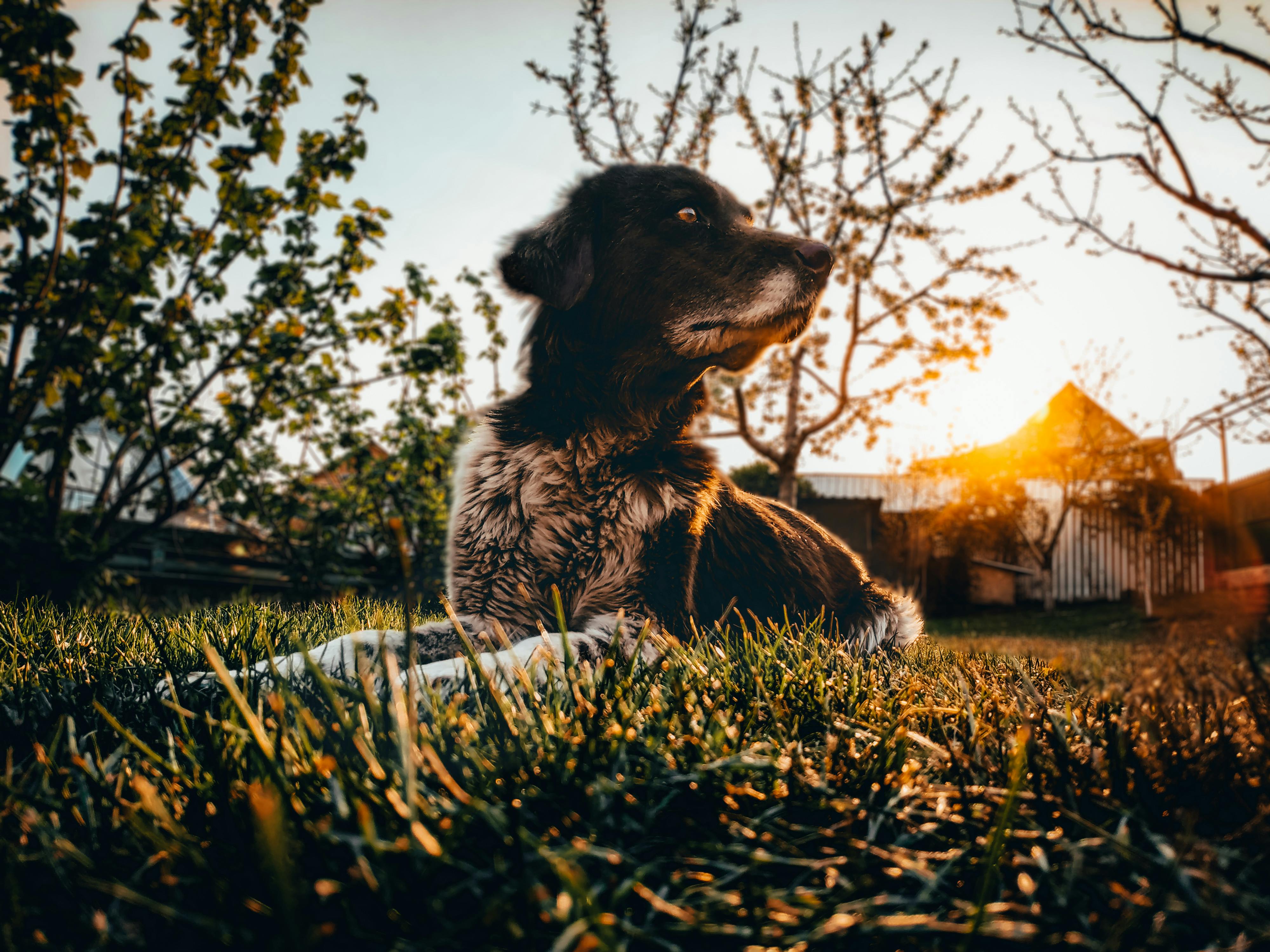 Outdoor Pet Safety Tips Every Owner Should Know — Photo by Borta on Pexels