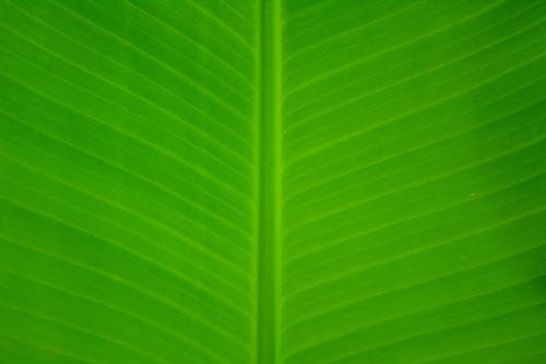 Green Leaf