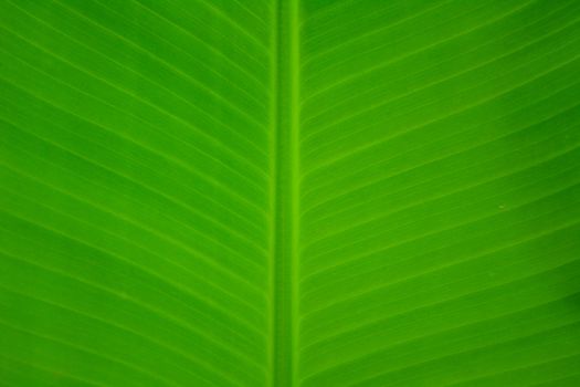Close-up of a fresh green banana leaf showcasing vibrant color and natural pattern.