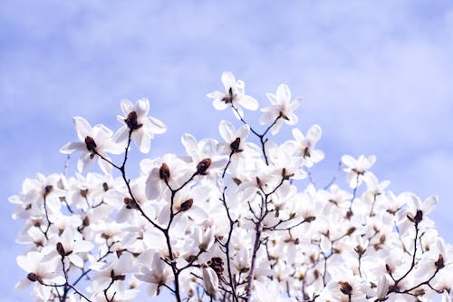 Free Pink Blooming Magnolia in Spring Stock Photo