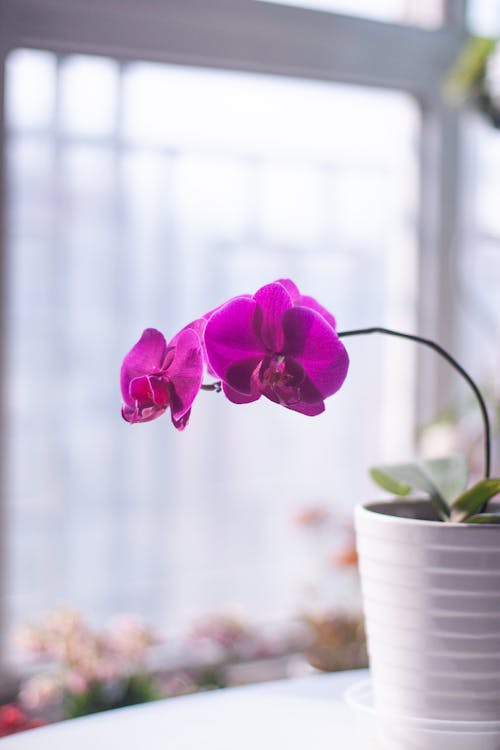 Purple orchid in ceramic pot placed on white table in bright room near window