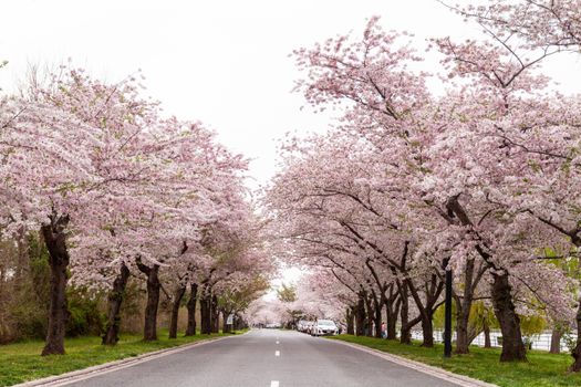 春天，华盛顿特区的道路上樱花盛开