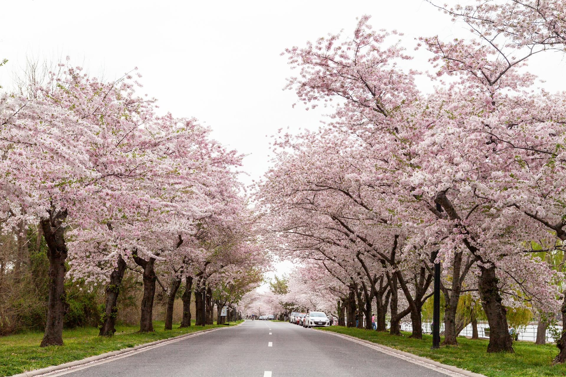 Beautiful cherry blossoms in full bloom lining a road during spring in Washington, DC.