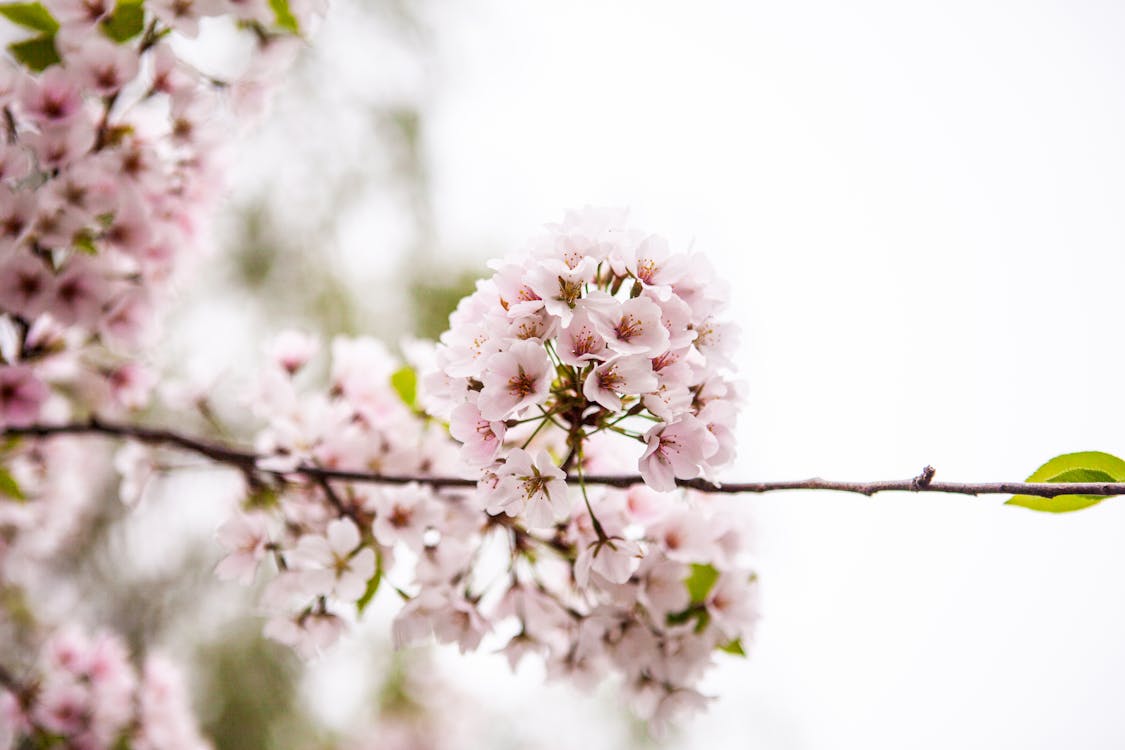 cherry blossom tree branch close up