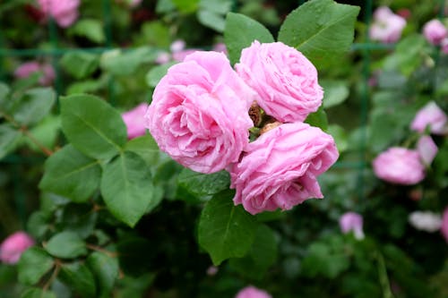 From above of pink roses growing on branches of shrub with green leaves