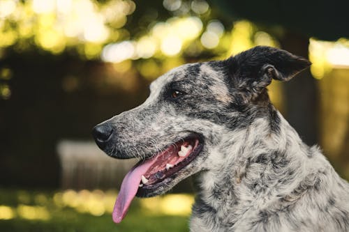 Fotobanka s bezplatnými fotkami na tému australský hovädzí pes, chlpatý, domáce zviera